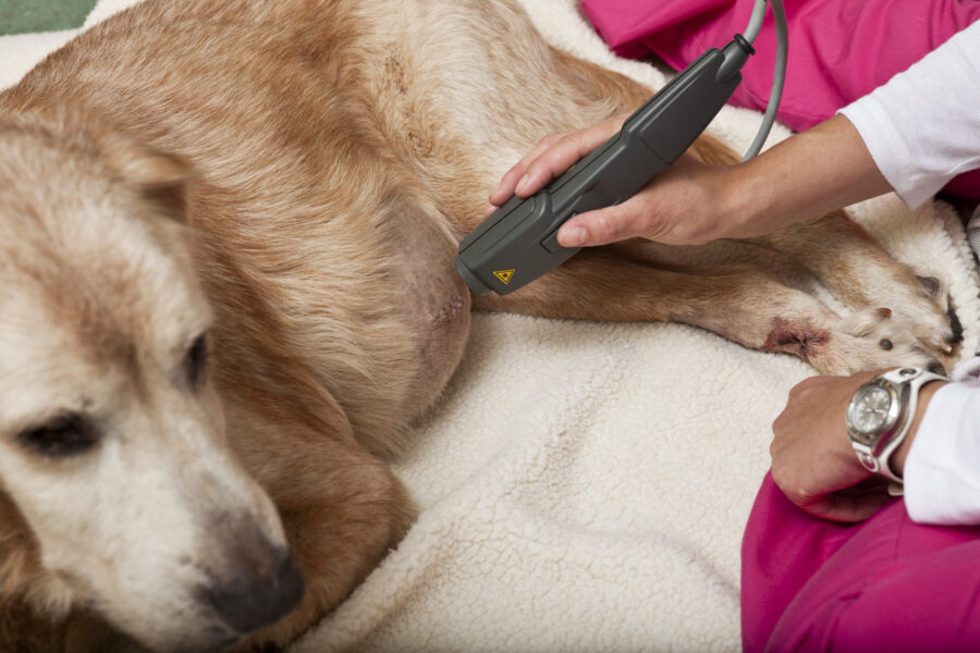 How to improve senior dog mobility