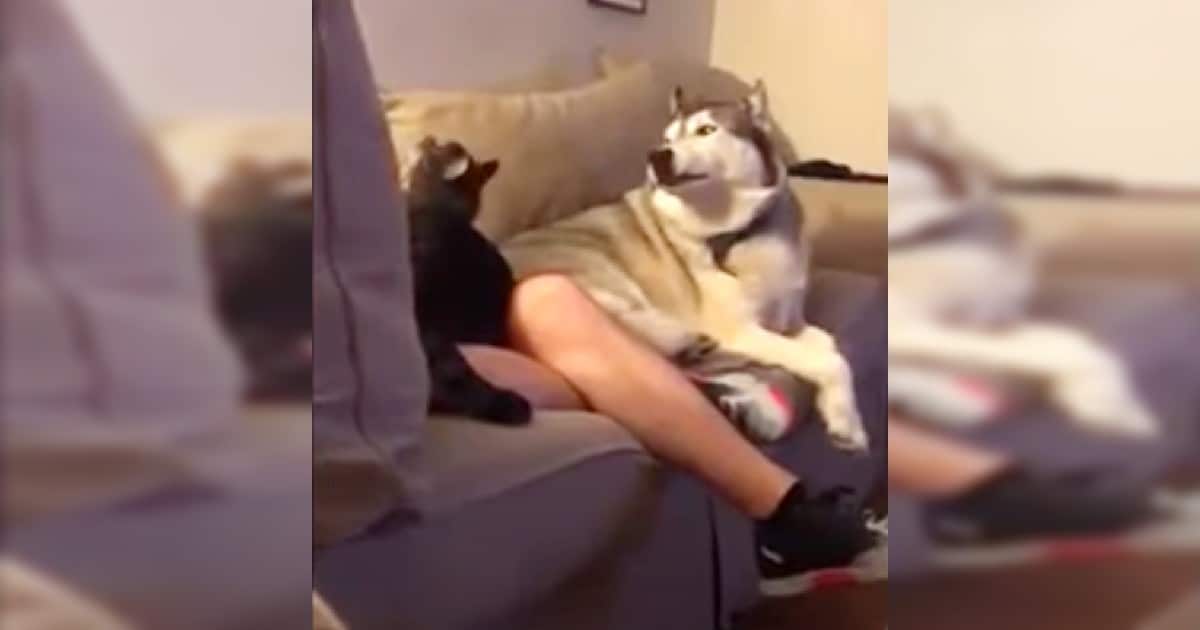 Husky Gets Hilariously Jealous When Owner Pets the Cat
