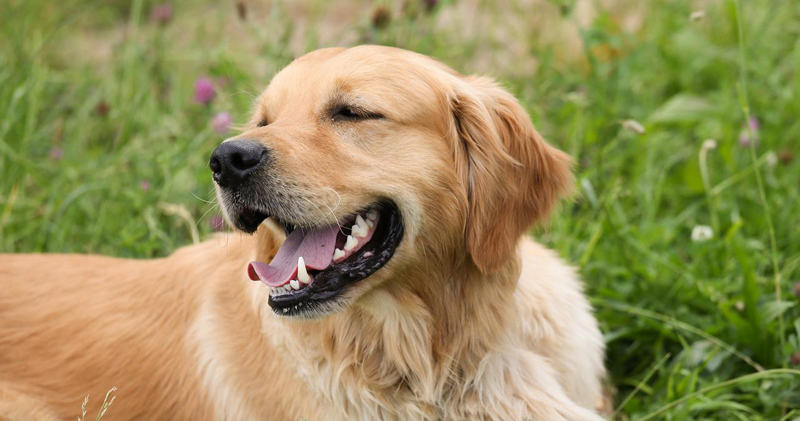 Is Your Golden Retriever a Picky Eater? Try This Simple Hack. Is Your Golden Retriever a Picky Eater? Try This Simple Hack.