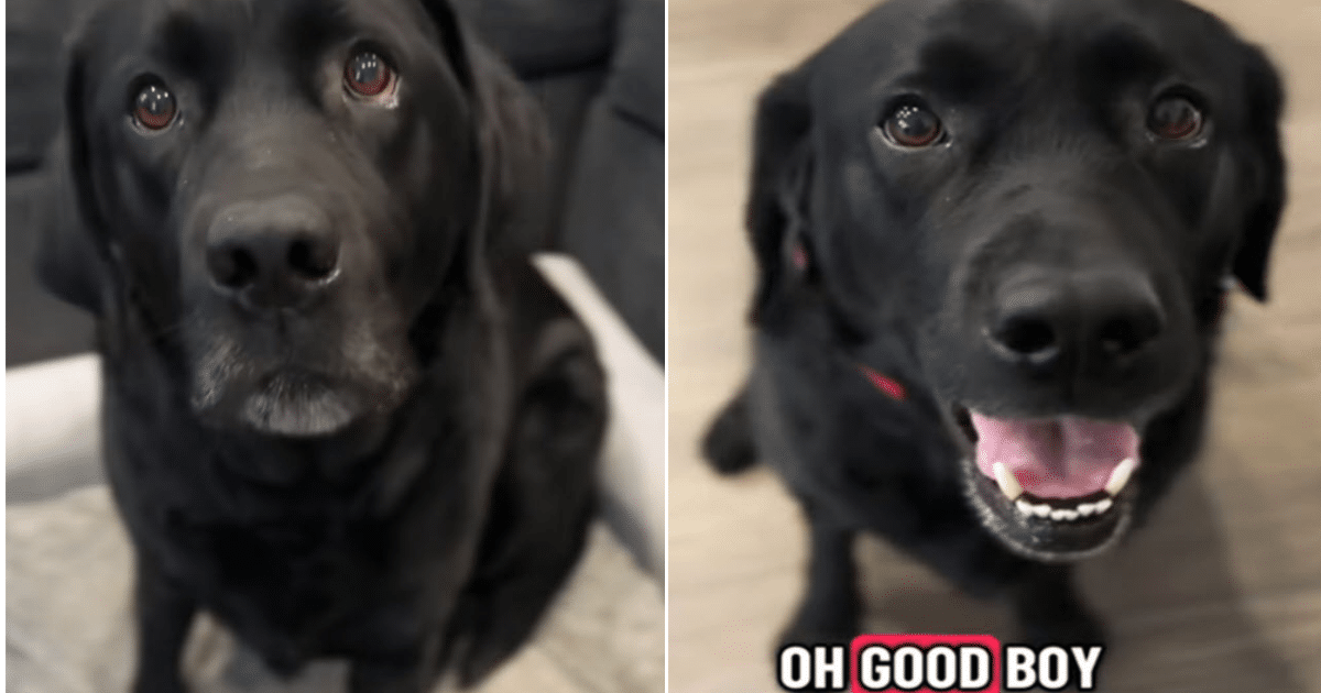 Labrador Can’t Contain His Joy When He Learns He’s Visiting His Grandparents Labrador Can’t Contain His Joy When He Learns He’s Visiting His Grandparents