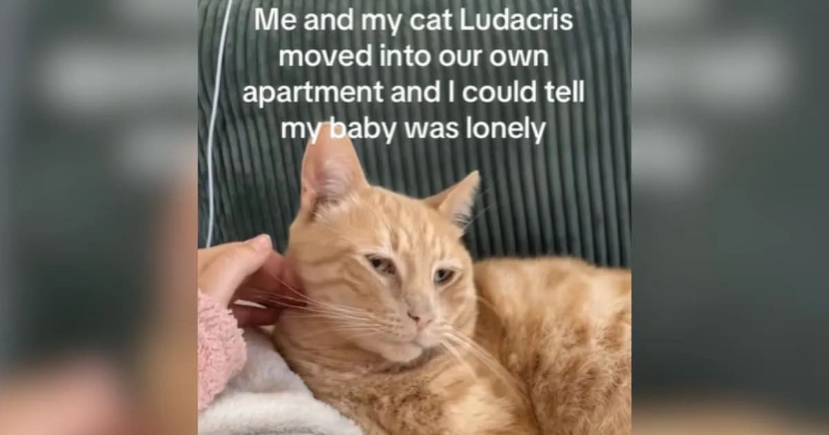 “Lonely” Ginger Cat Finds Tiny Kitten Friend, and Their Heartwarming Bond Captivates All