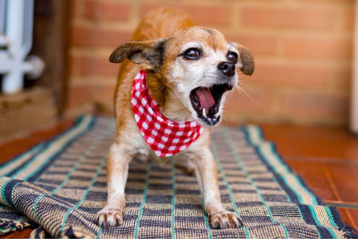 My neighbor’s dog barks all day and I earn €90 a month without doing anything