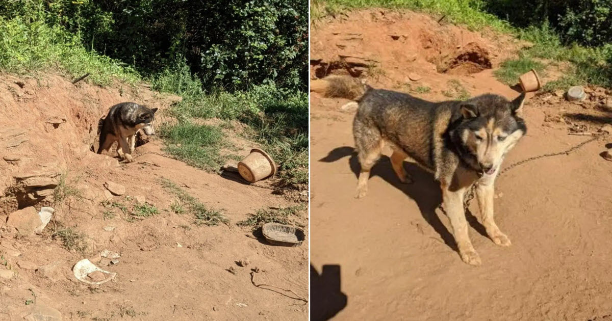Neglected Husky Freed from Years on Chain Finally Learns What Love Feels Like Neglected Husky Freed from Years on Chain Finally Learns What Love Feels Like