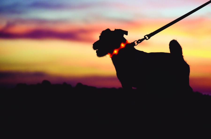 Nighttime dog walking safety tips Nighttime dog walking safety tips