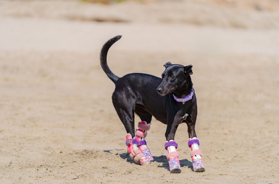 Prosthetics for amputee dogs | Animal Wellness Magazine Prosthetics for amputee dogs | Animal Wellness Magazine