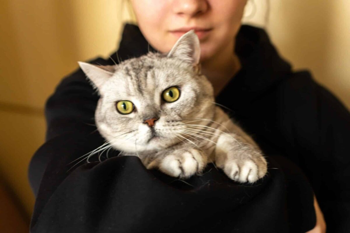 Purrfectly Cozy Cat Lover Hoodies You’ll Want All Season Purrfectly Cozy Cat Lover Hoodies You’ll Want All Season