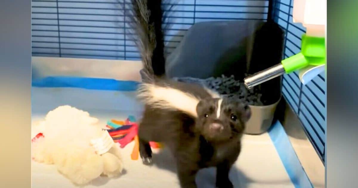 Rescue Baby Skunk Charms Hearts with His Adorable Attempt to ‘Act Tough’ Rescue Baby Skunk Charms Hearts with His Adorable Attempt to ‘Act Tough’