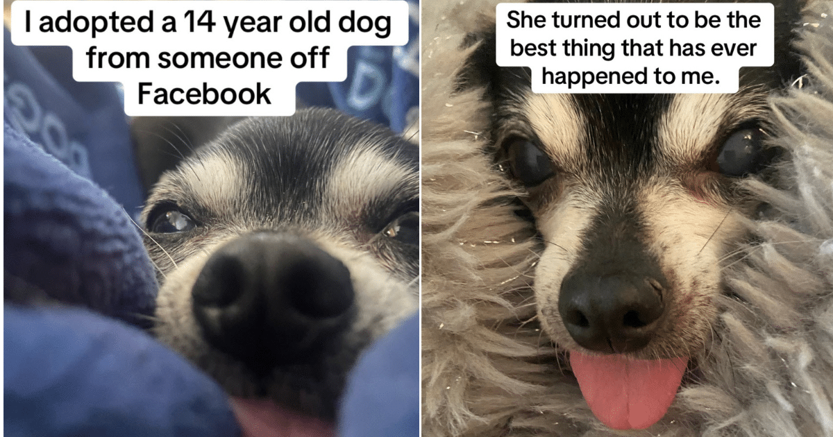 Senior Chihuahua Abandoned by Owner Finds Love and Peace in Her Final Days Senior Chihuahua Abandoned by Owner Finds Love and Peace in Her Final Days