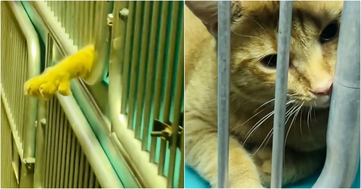 Shelter Cat Reaches Paw Out To Hold Hands With People Passing By Shelter Cat Reaches Paw Out To Hold Hands With People Passing By