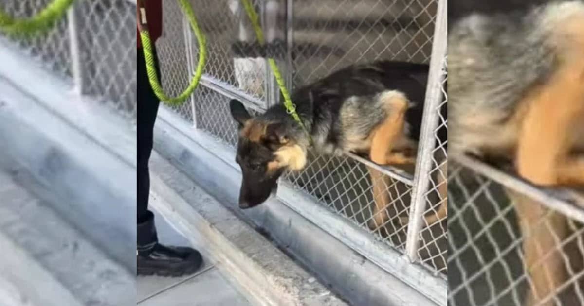 Shelter Dog Took Her “Last Walk” Before Euthanasia, But A Stranger’s Call Changed Everything Shelter Dog Took Her “Last Walk” Before Euthanasia, But A Stranger’s Call Changed Everything