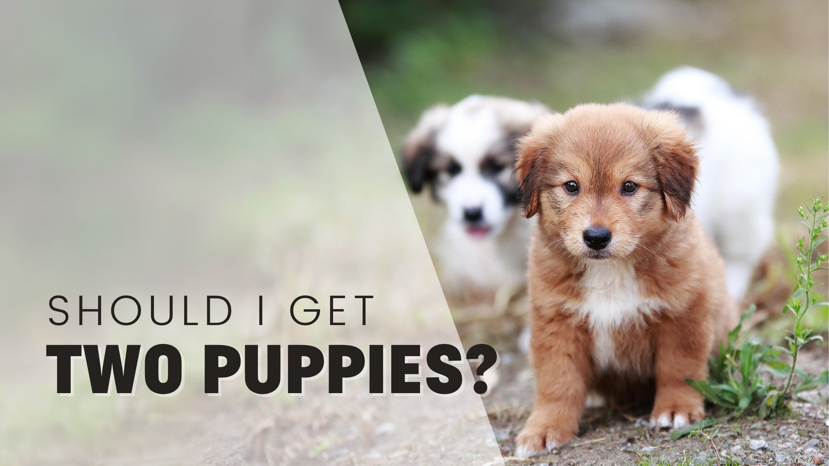 Should You Get Two Puppies at Once? Double Trouble or Twice the Fun? Should You Get Two Puppies at Once? Double Trouble or Twice the Fun?