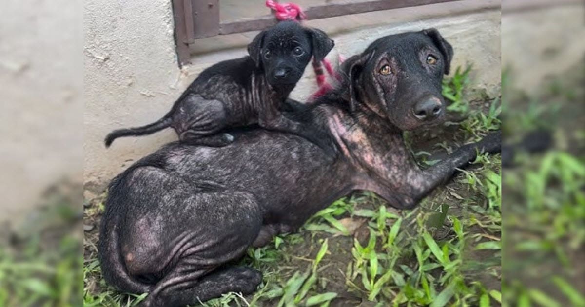 Starving Mama Dog Tied to Fence Used Scraps to Feed Her Only Surviving Puppy Starving Mama Dog Tied to Fence Used Scraps to Feed Her Only Surviving Puppy