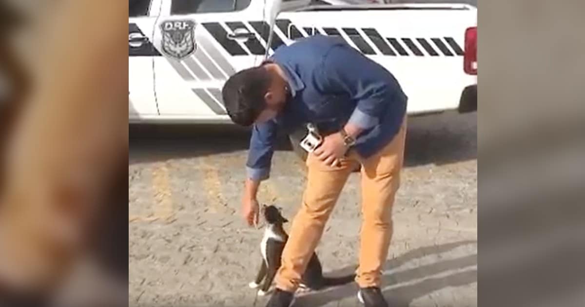 Stray Cat Steals the Show and Wins Reporter’s Heart by Photobombing News Segment Stray Cat Steals the Show and Wins Reporter’s Heart by Photobombing News Segment