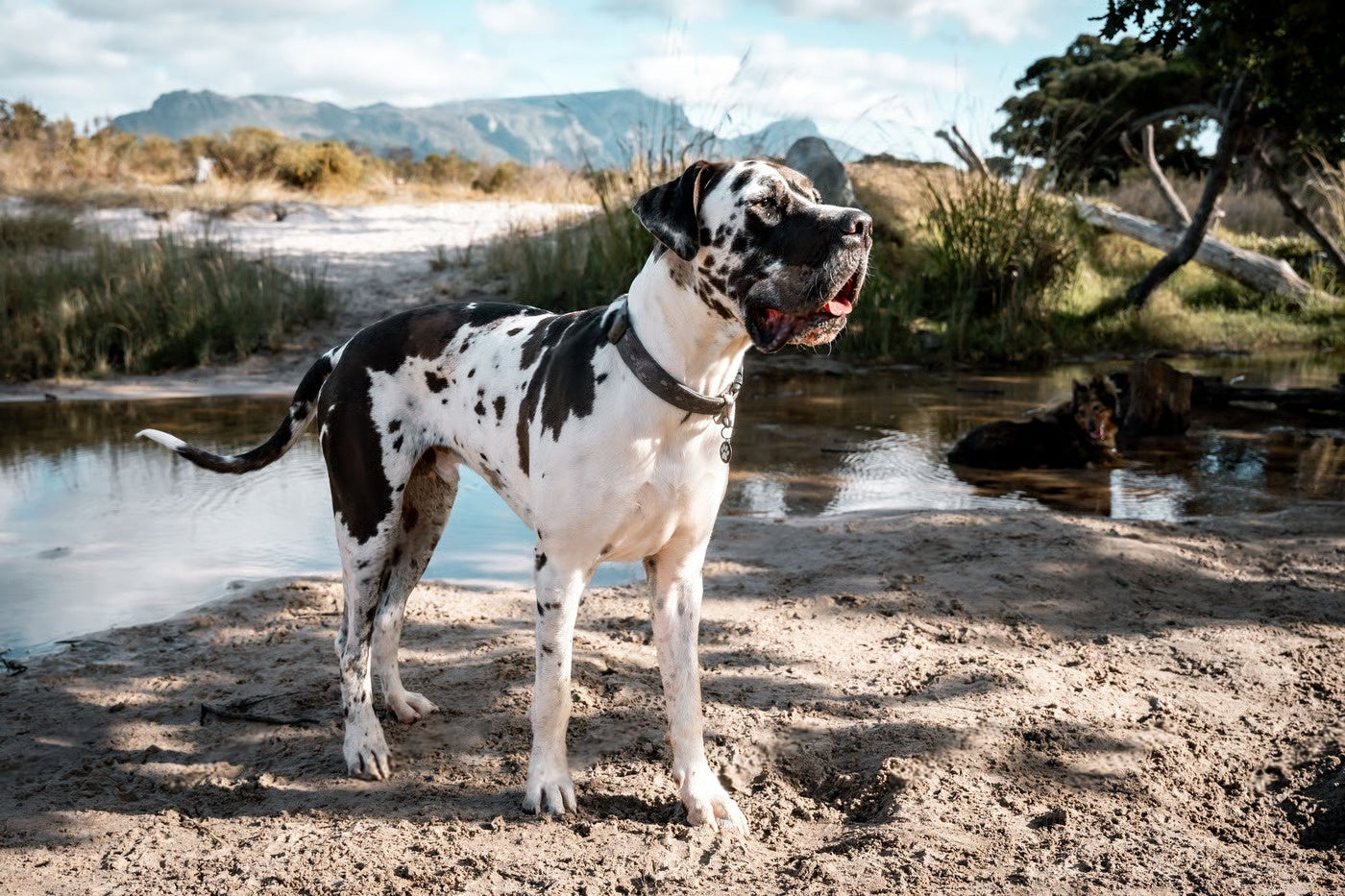 Temperament, Health & Training – Petsworld Temperament, Health & Training – Petsworld