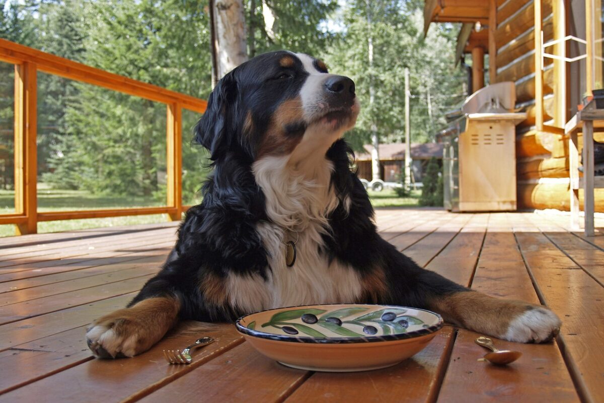 The 13 Best Dog Food Toppers for Bernese Mountain Dogs