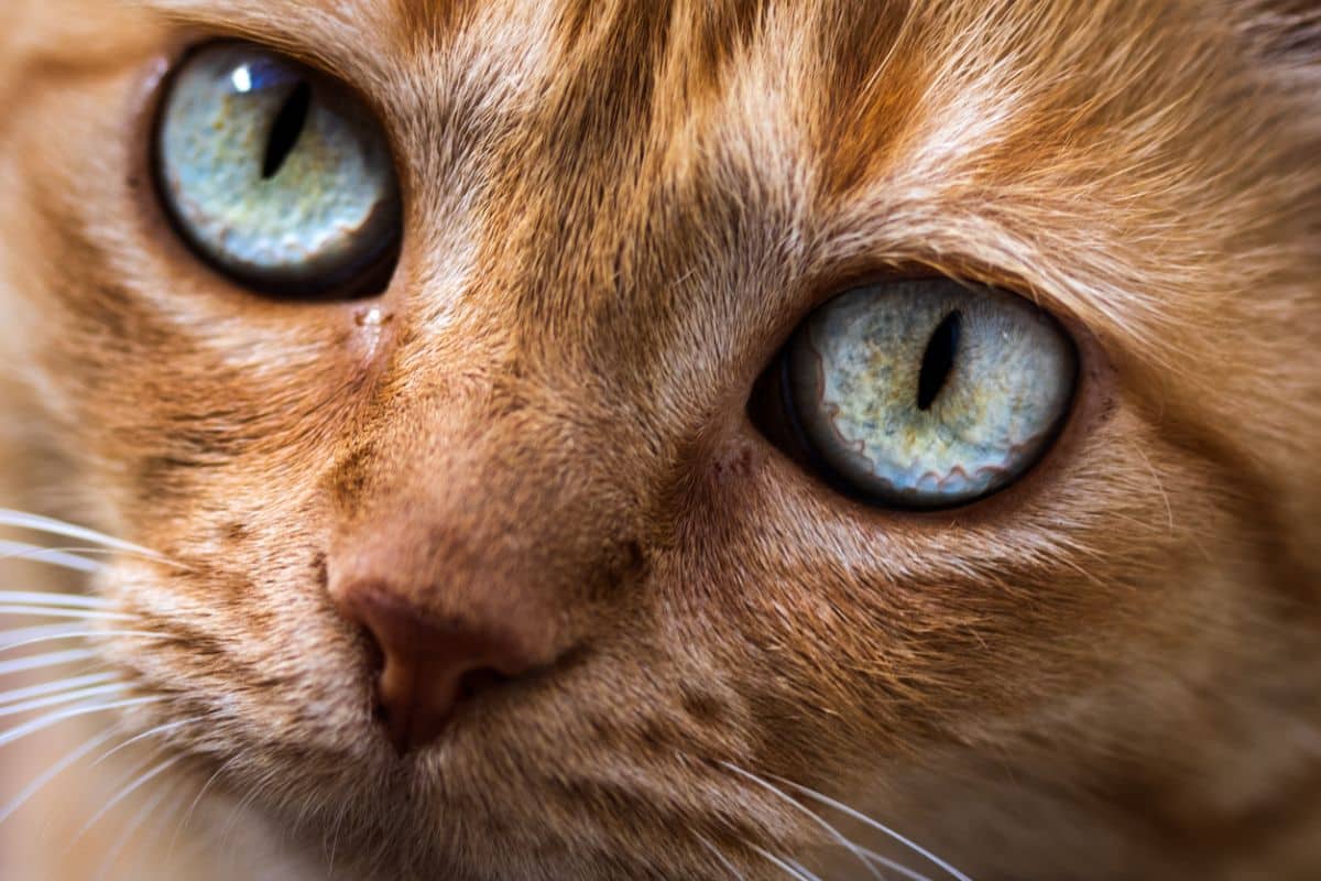 The surprising way your cat perceives its world The surprising way your cat perceives its world