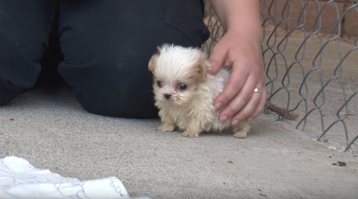 Tiny Pup Rescued From Puppy Mill Was Introduced To New Friend And Started His New Life Tiny Pup Rescued From Puppy Mill Was Introduced To New Friend And Started His New Life