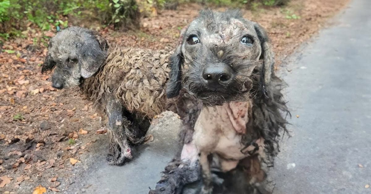 Two Neglected Dogs Finally Find Love After Being Rescued from Life of Suffering Two Neglected Dogs Finally Find Love After Being Rescued from Life of Suffering
