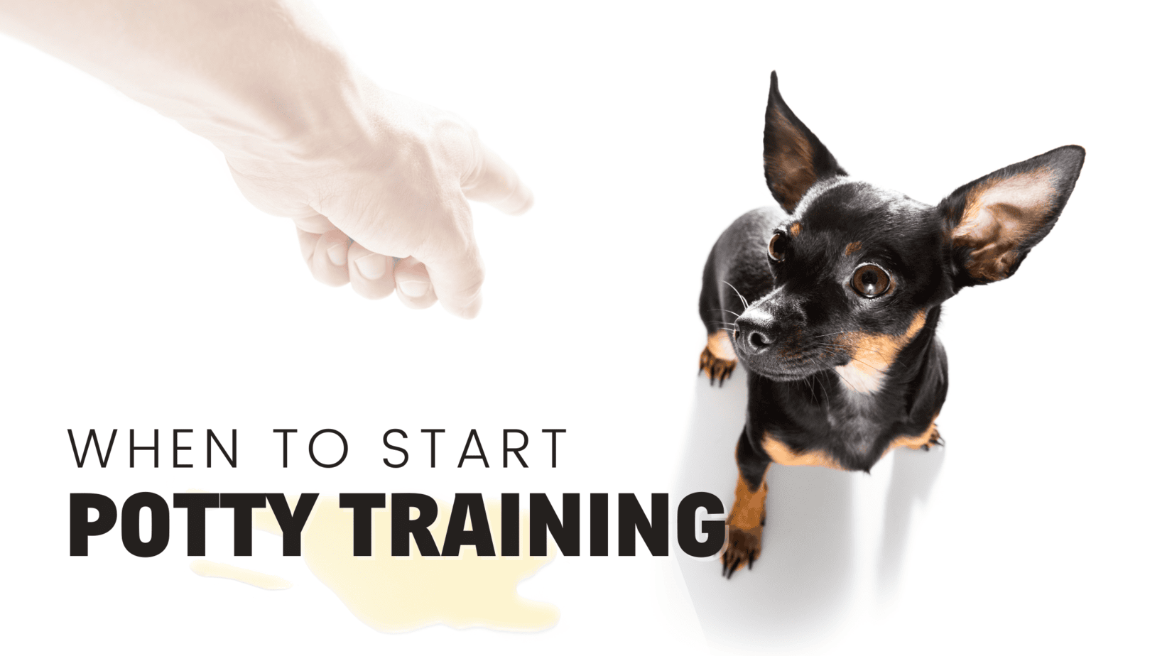 When Can You Start Potty Training a Puppy? When Can You Start Potty Training a Puppy?