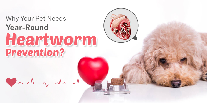 Why Your Pet Needs Year-Round Heartworm Prevention?