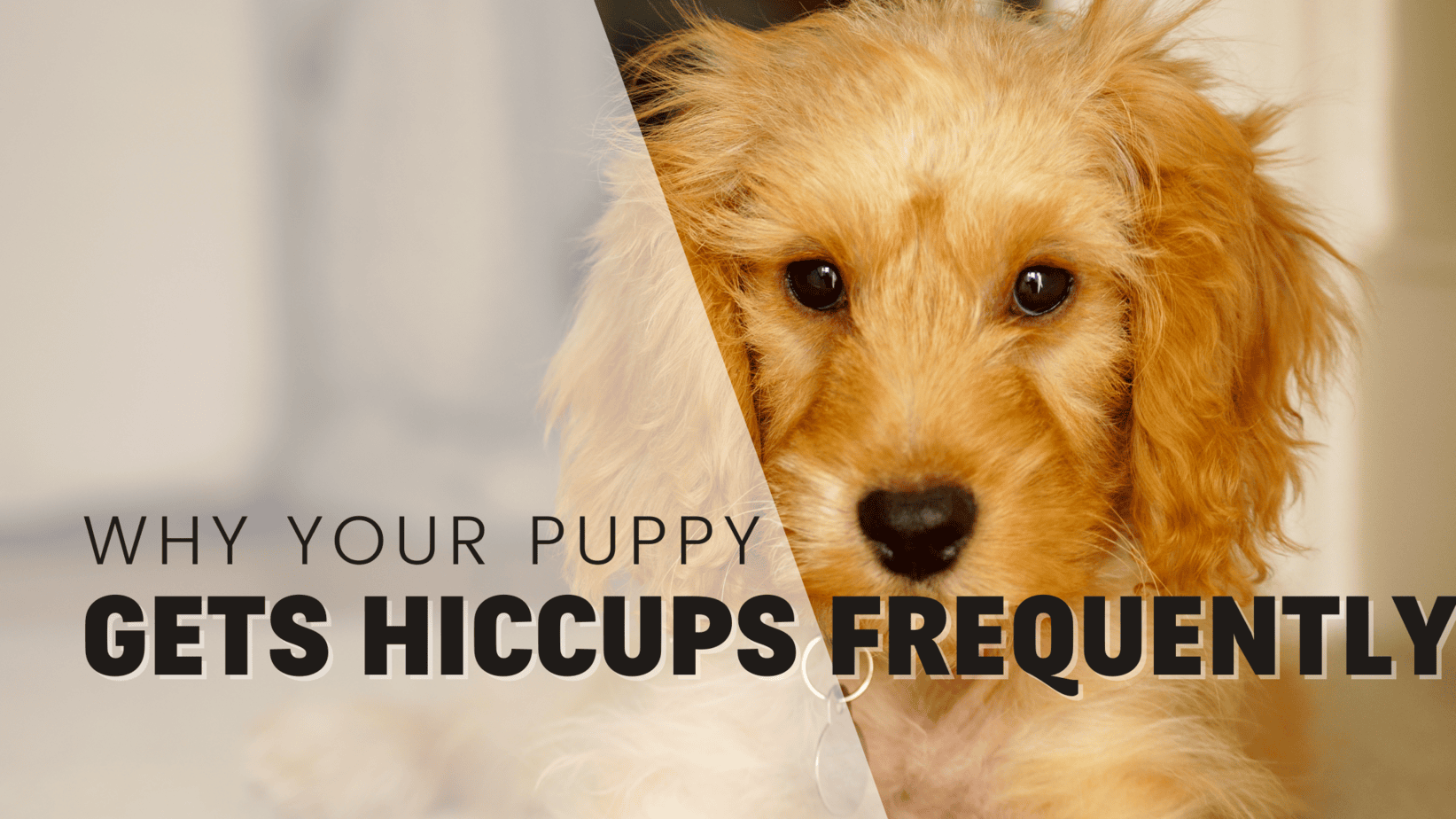 Why Your Puppy Gets Hiccups Frequently Why Your Puppy Gets Hiccups Frequently