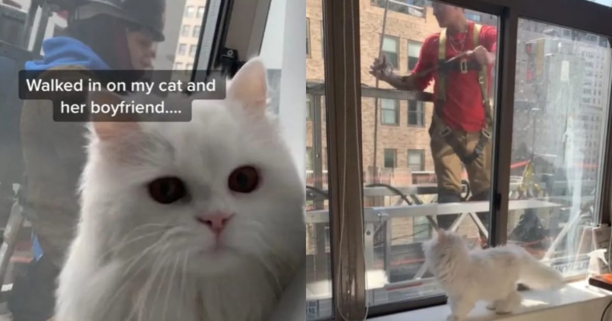 Woman Finds Out Her Persian Kitty Has a ‘Secret Boyfriend’ Woman Finds Out Her Persian Kitty Has a ‘Secret Boyfriend’