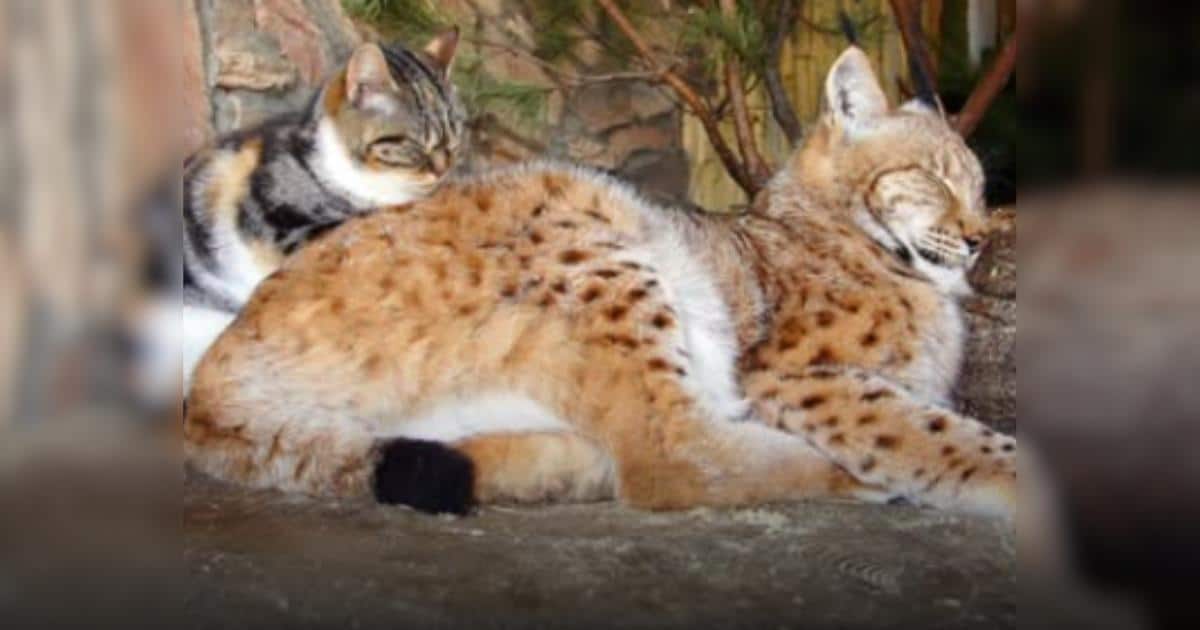 Zoo Visitors Witness the Sweetest Inter-Species Friendship Bloom