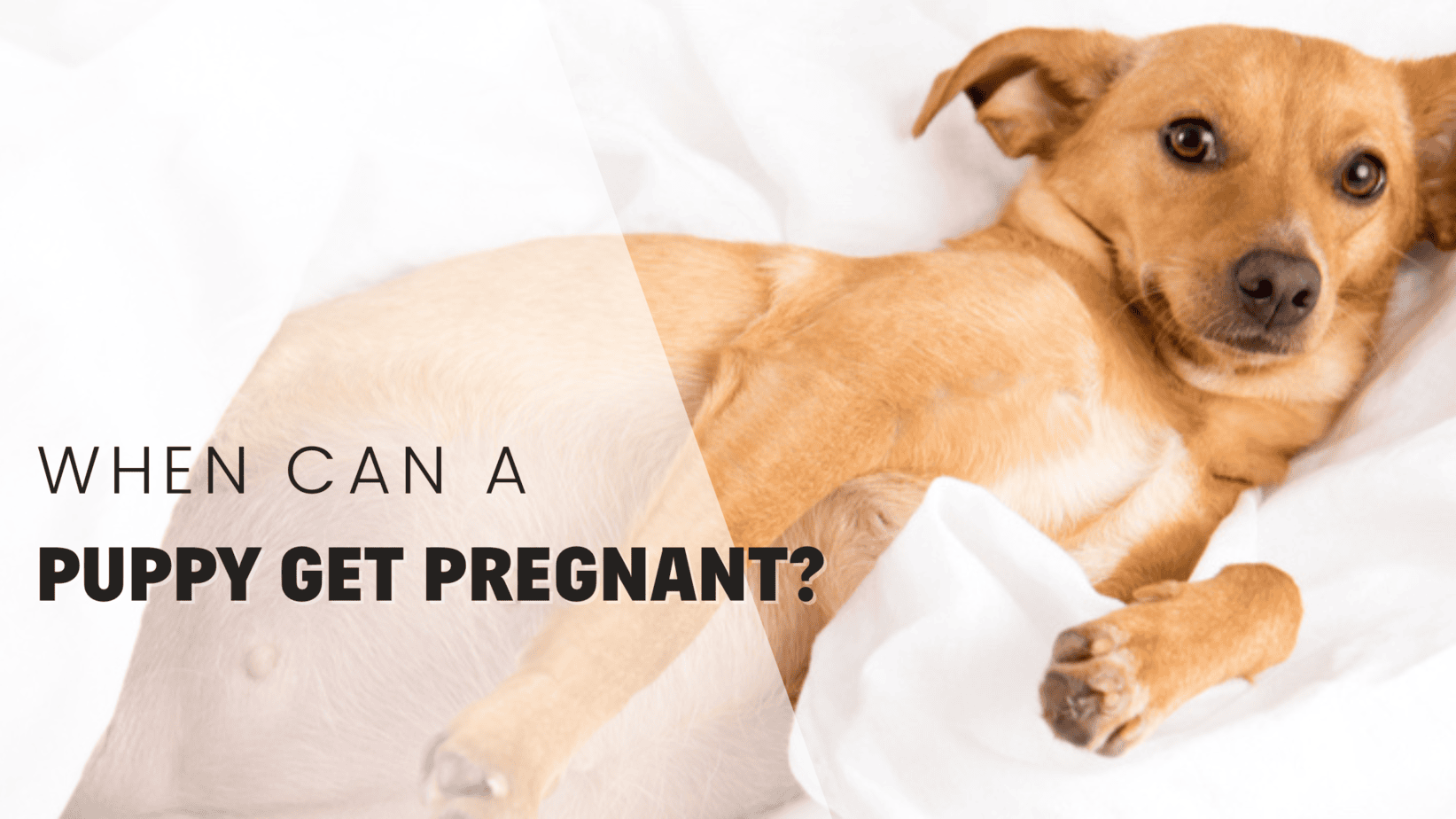 when can a puppy get pregnant when can a puppy get pregnant