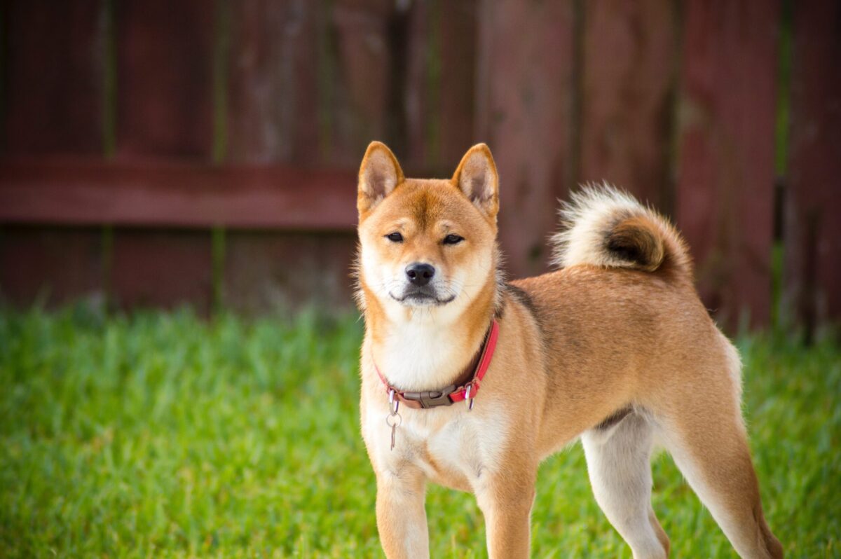10 Best Raw Dog Food Brands for Akitas
