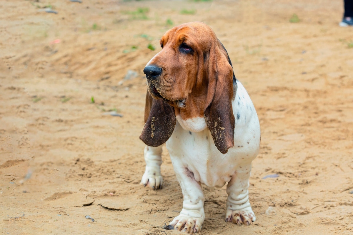 10 Best Raw Dog Food Brands for Basset Hounds
