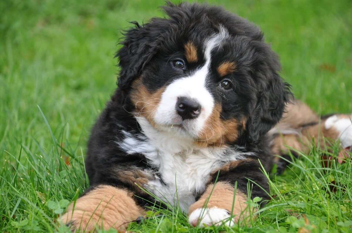 10 Best Raw Dog Food Brands for Bernese Mountains