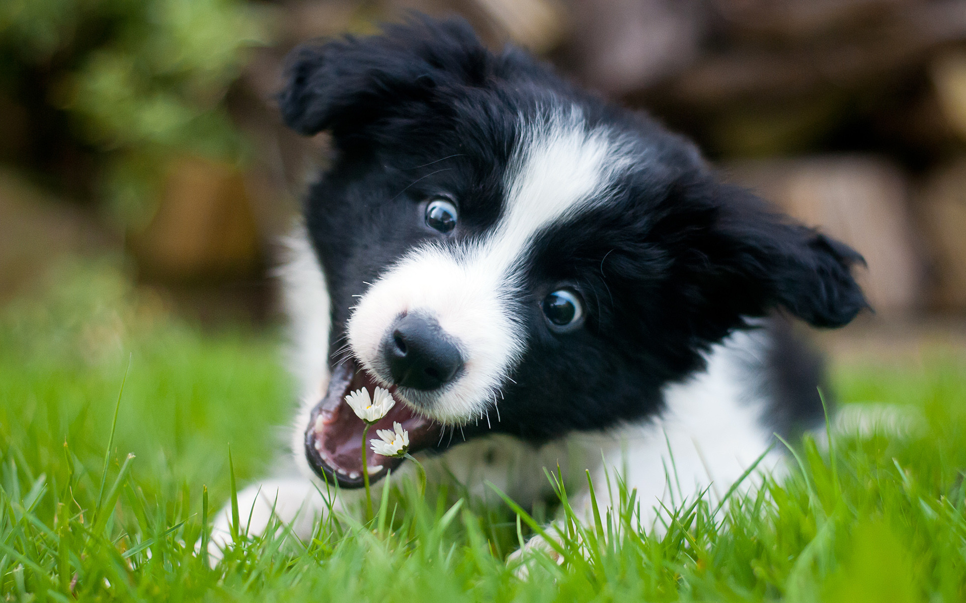 10 Best Raw Dog Food Brands for Border Collies