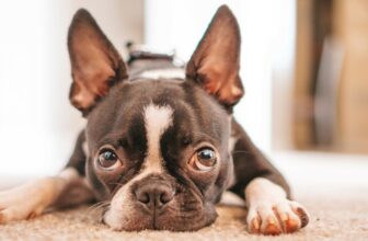 10 Best Raw Dog Food Brands for Boston Terriers