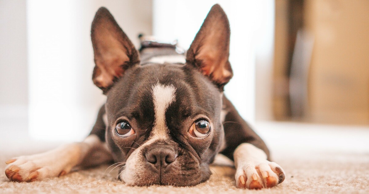 10 Best Raw Dog Food Brands for Boston Terriers