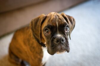 10 Best Raw Dog Food Brands for Boxers