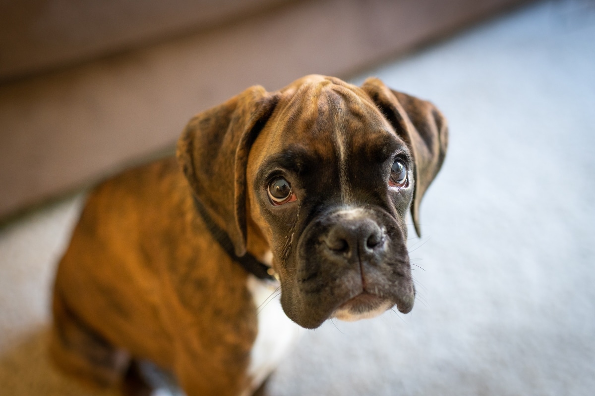 10 Best Raw Dog Food Brands for Boxers