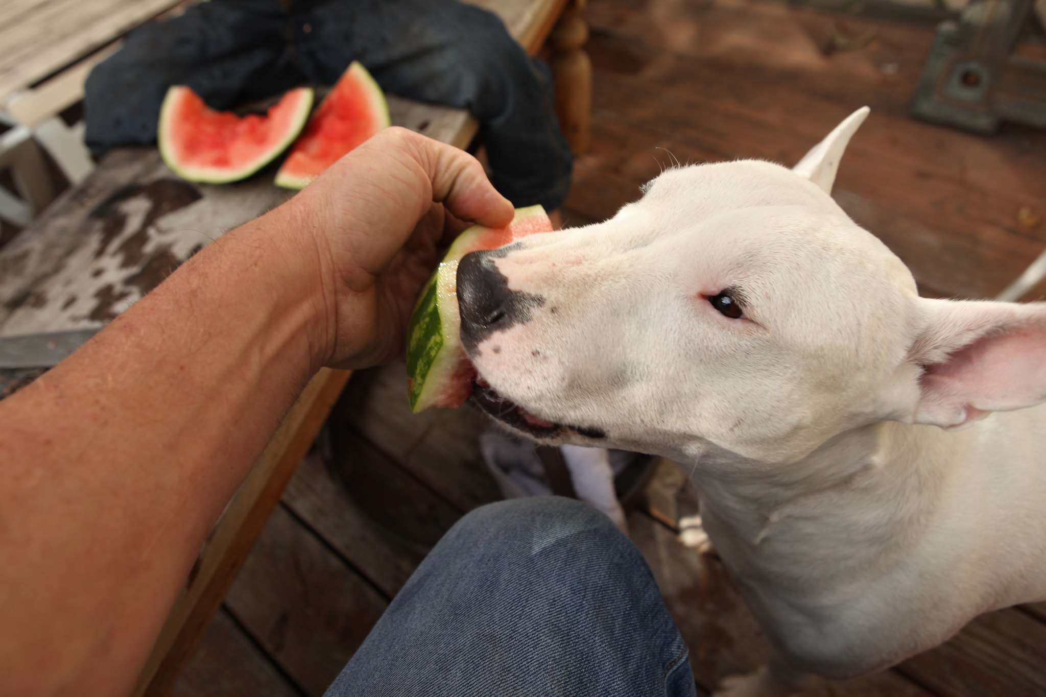 10 Best Raw Dog Food Brands for Bull Terriers