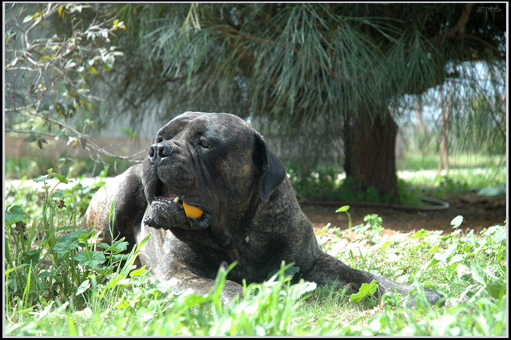 10 Best Raw Dog Food Brands for Bullmastiffs