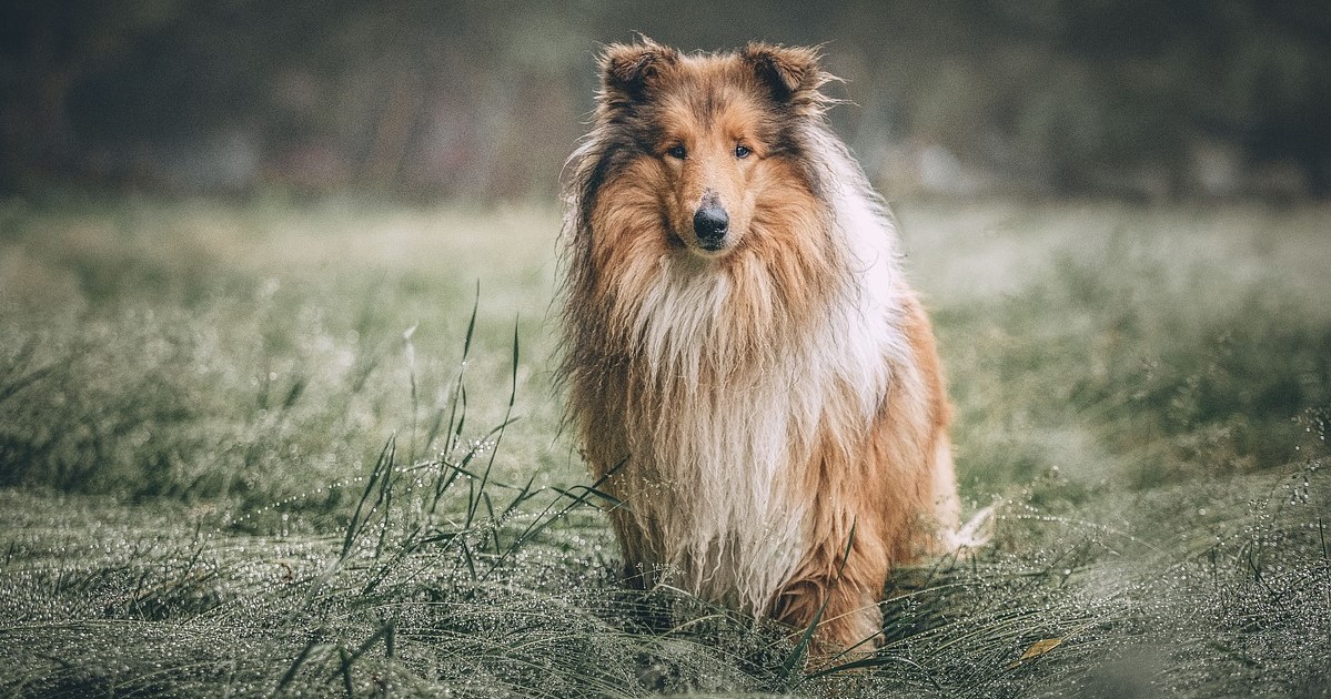 10 Best Raw Dog Food Brands for Collies