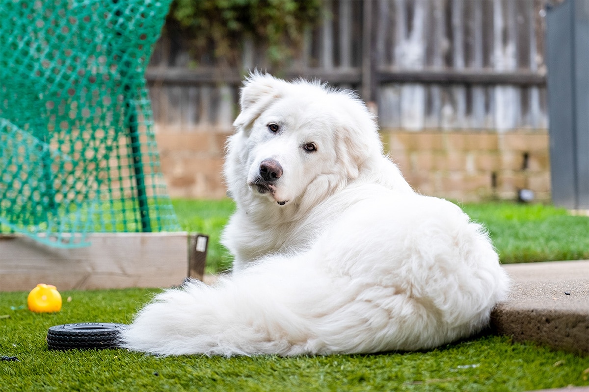 10 Best Raw Dog Food Brands for Great Pyrenees