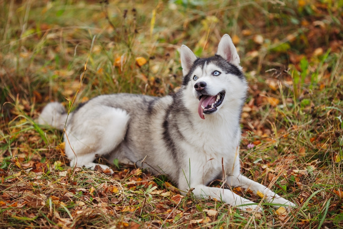 10 Best Raw Dog Food Brands for Huskies 10 Best Raw Dog Food Brands for Huskies