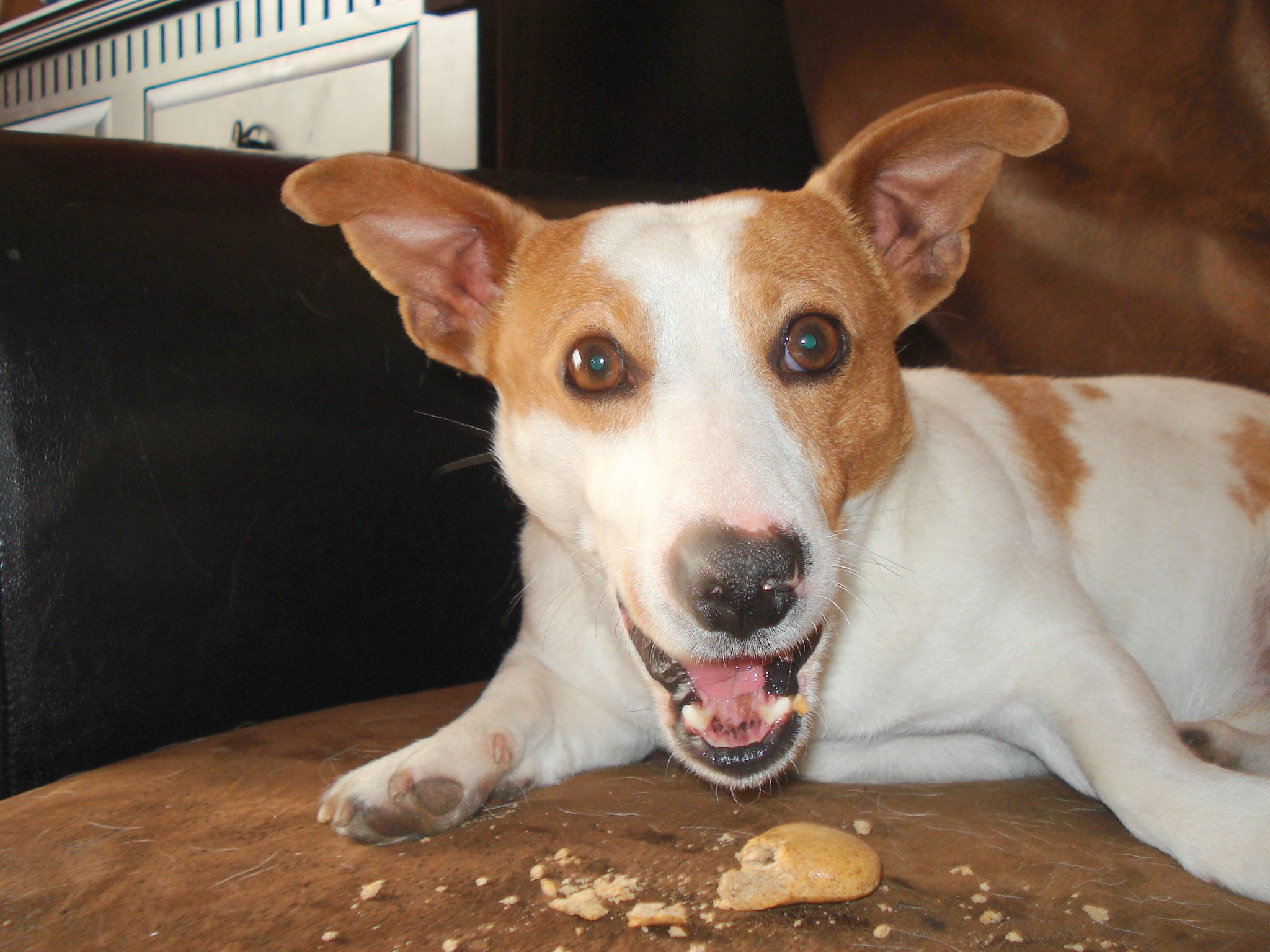10 Best Raw Dog Food Brands for Jack Russells