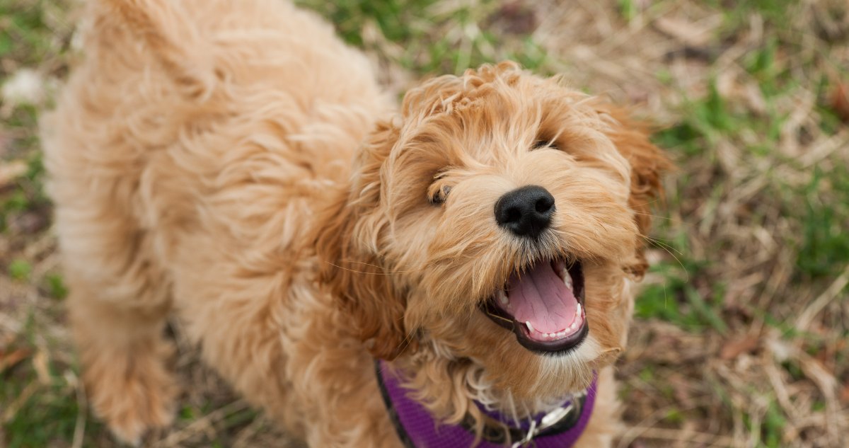10 Best Raw Dog Food Brands for Labradoodles