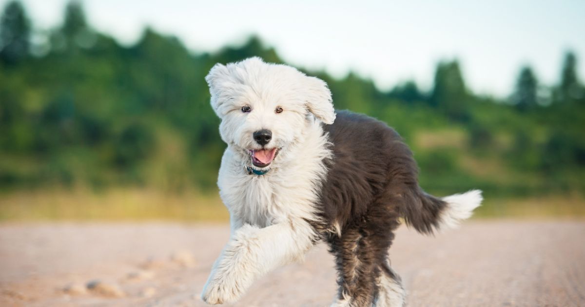 10 Best Raw Dog Food Brands for Old English Sheepdogs 10 Best Raw Dog Food Brands for Old English Sheepdogs