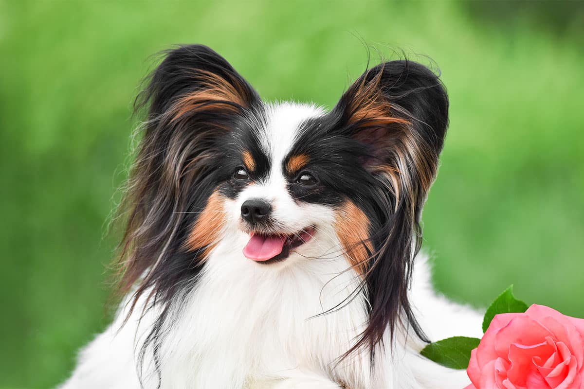 10 Best Raw Dog Food Brands for Papillons