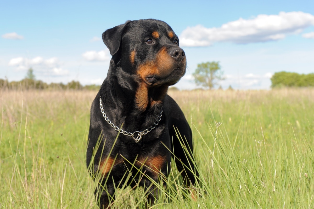 10 Best Raw Dog Food Brands for Rottweilers