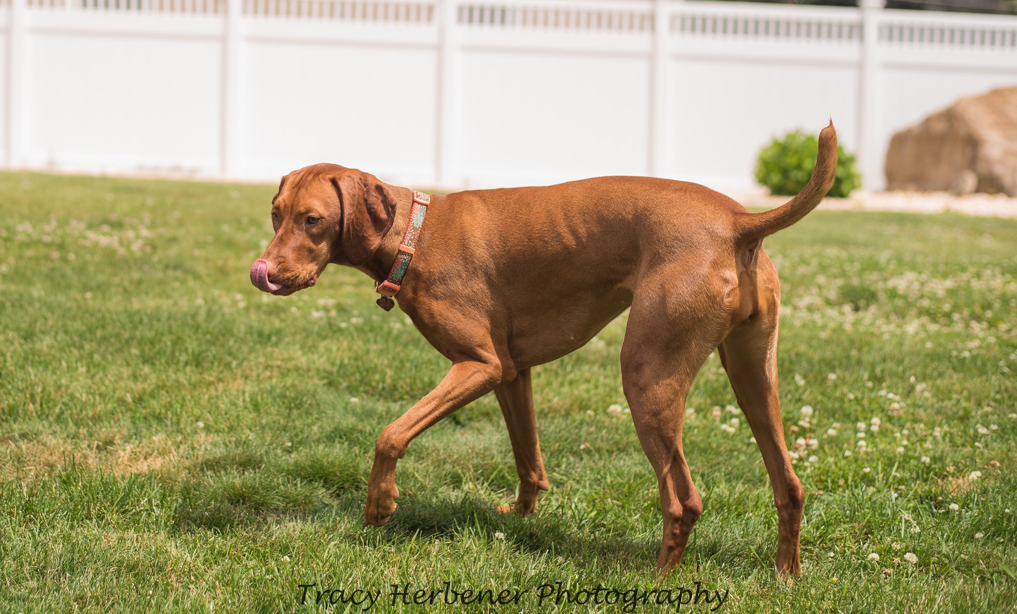 10 Best Raw Dog Food Brands for Vizslas
