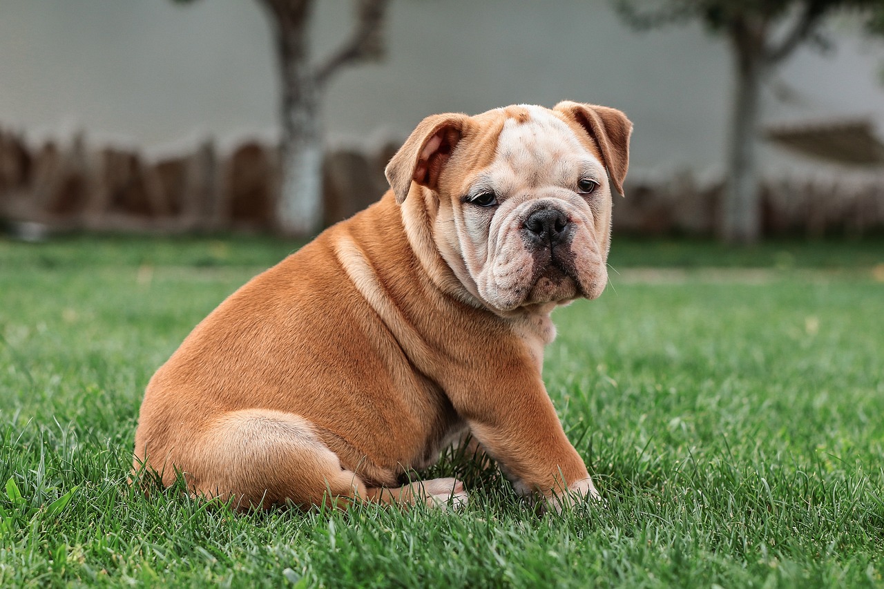11 Best Raw Dog Food Brands for Bulldogs