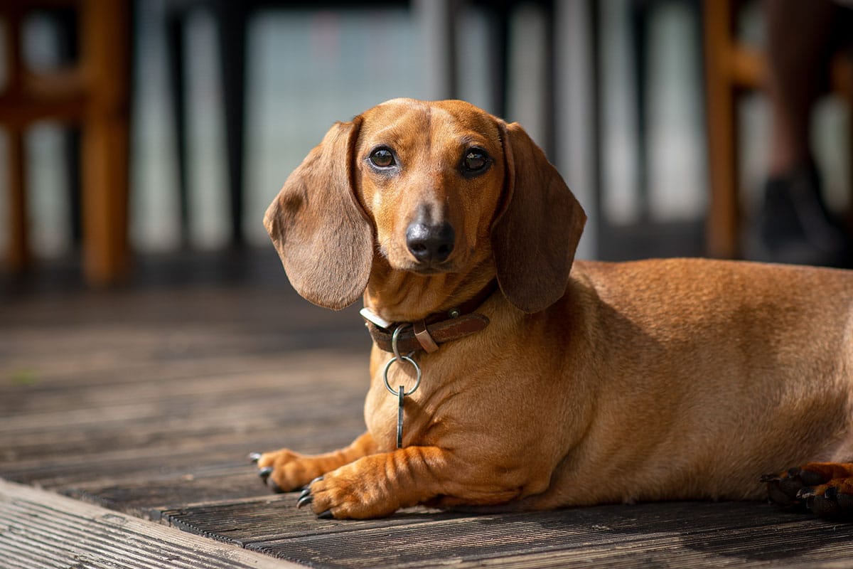 11 Best Raw Dog Food Brands for Dachshunds 11 Best Raw Dog Food Brands for Dachshunds