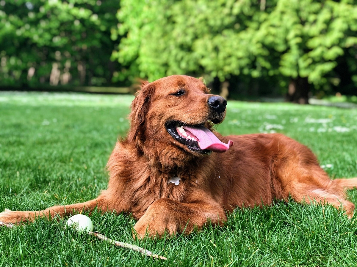 11 Best Raw Dog Food Brands for Golden Retrievers
